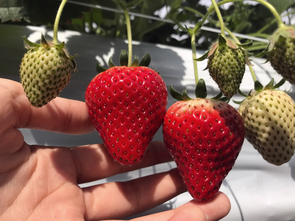 長野 筑北村 観光農園でいちご狩り 旬の味覚楽しむ 4
