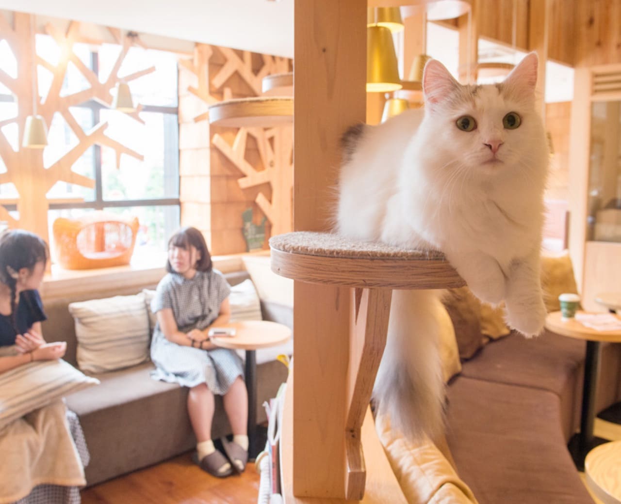 ネコカフェ 3