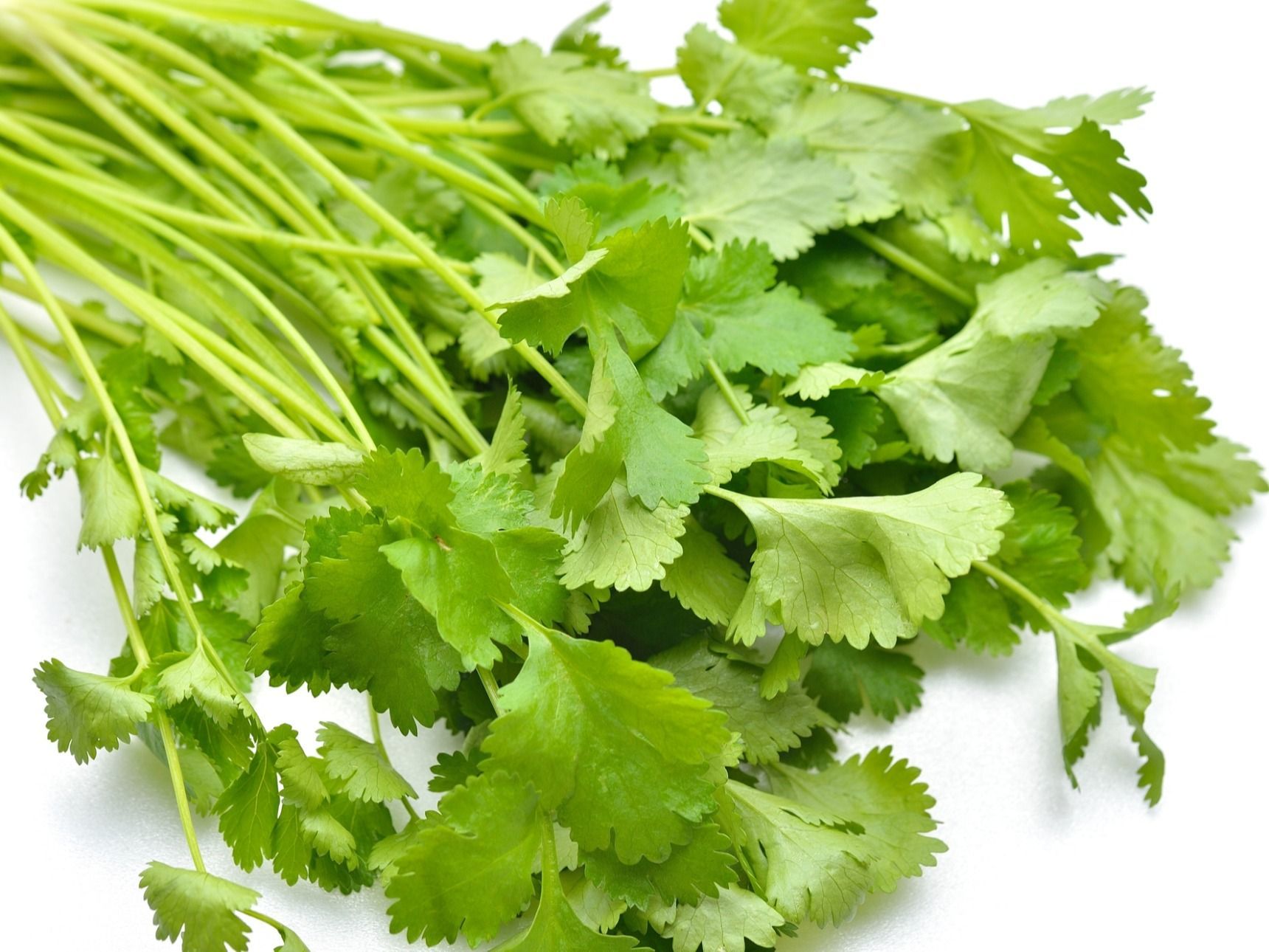 パクチー 1