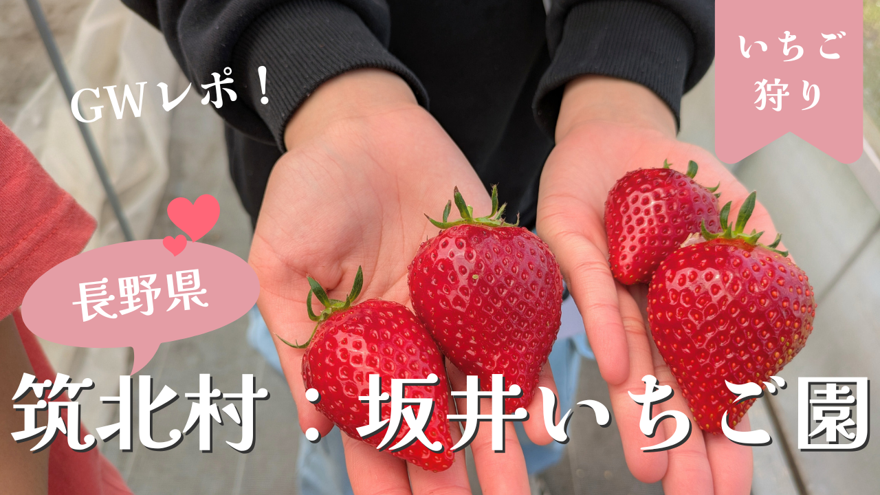 長野 筑北村 観光農園でいちご狩り 旬の味覚楽しむ 2
