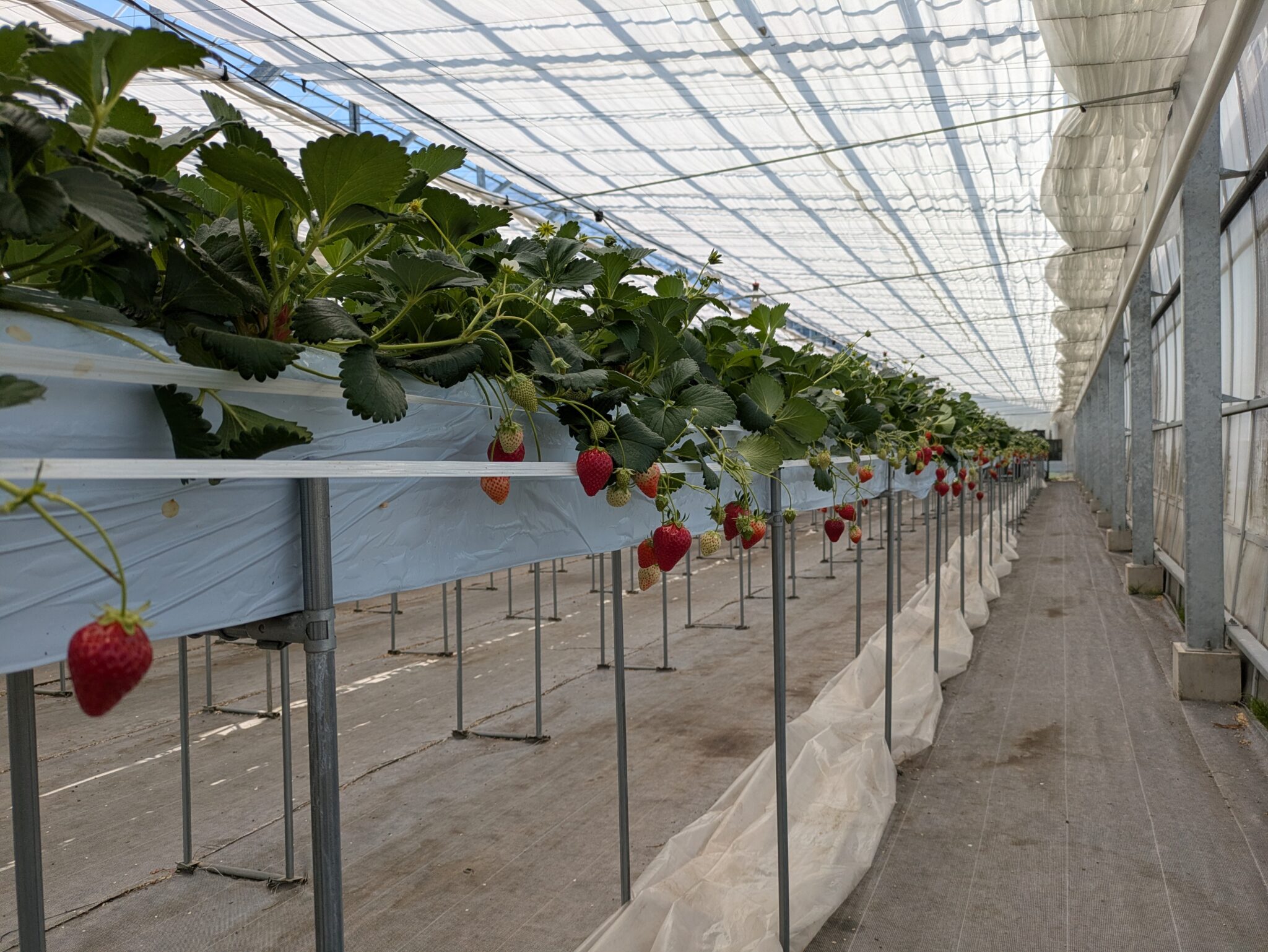 長野 筑北村 観光農園でいちご狩り 旬の味覚楽しむ 1