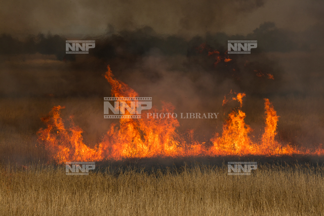 渡良瀬遊水地でヨシが燃え広がる 約7時間後に鎮火 9