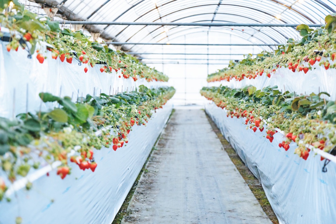 長野 筑北村 観光農園でいちご狩り 旬の味覚楽しむ 9