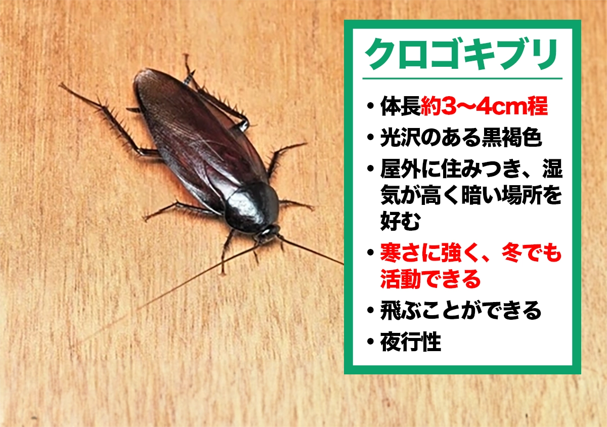 ゴキブリ 3