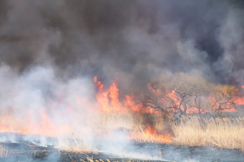 渡良瀬遊水地でヨシが燃え広がる 約7時間後に鎮火 3