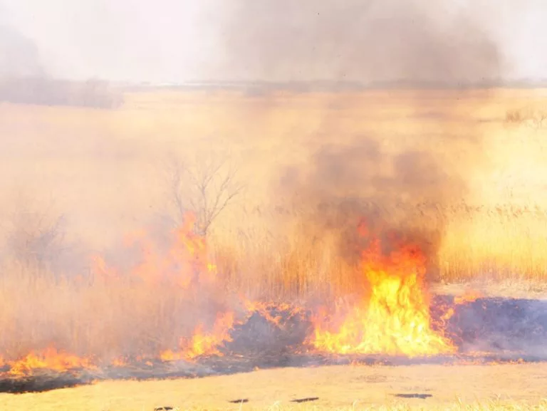 渡良瀬遊水地でヨシが燃え広がる 約7時間後に鎮火 4