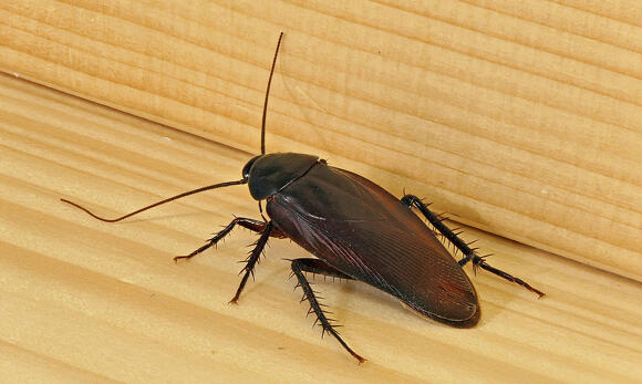 ゴキブリ