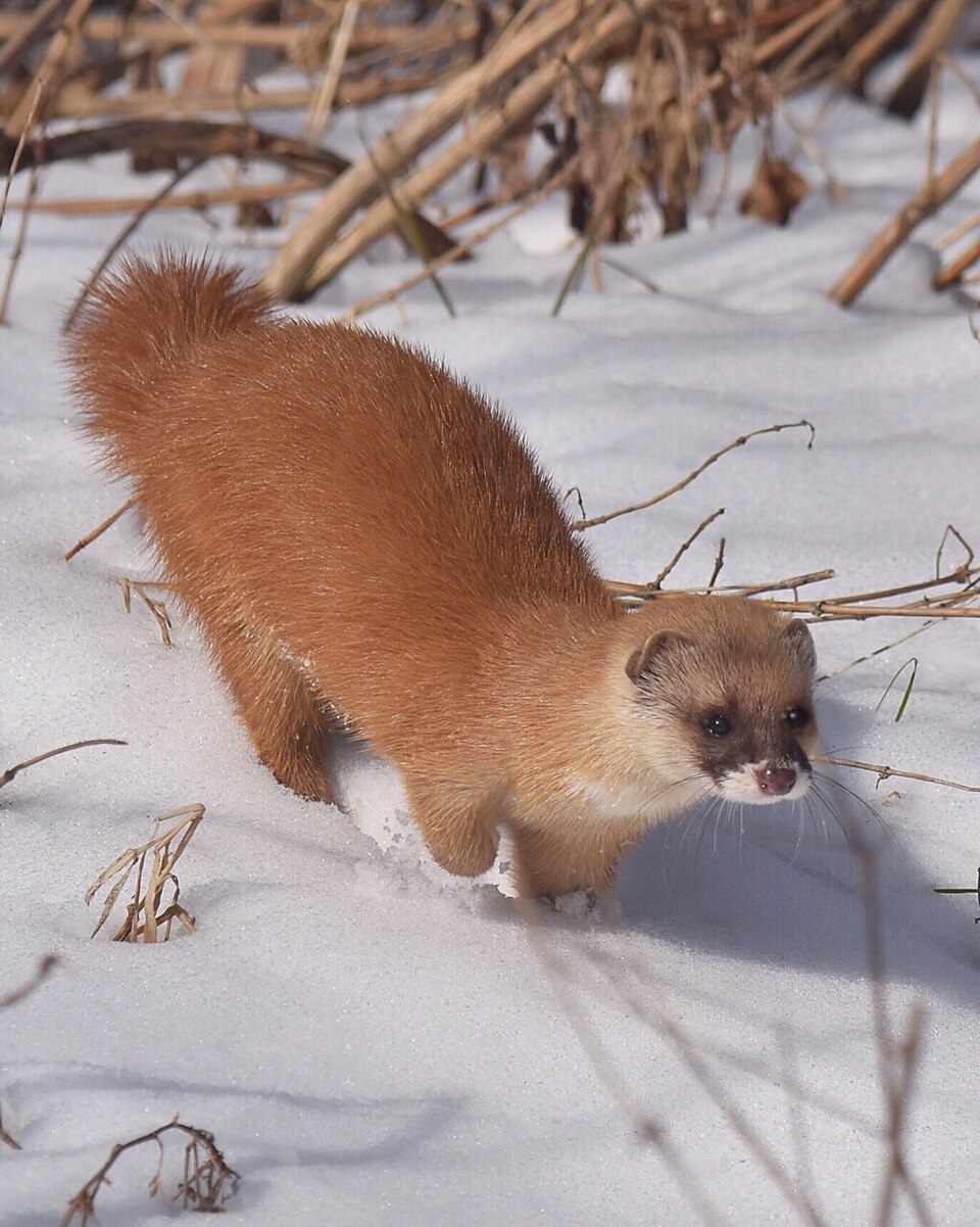 イタチ（NARUTO）