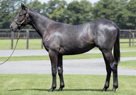 サクセッション