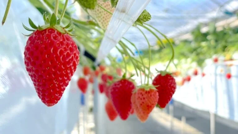 長野 筑北村 観光農園でいちご狩り 旬の味覚楽しむ 5