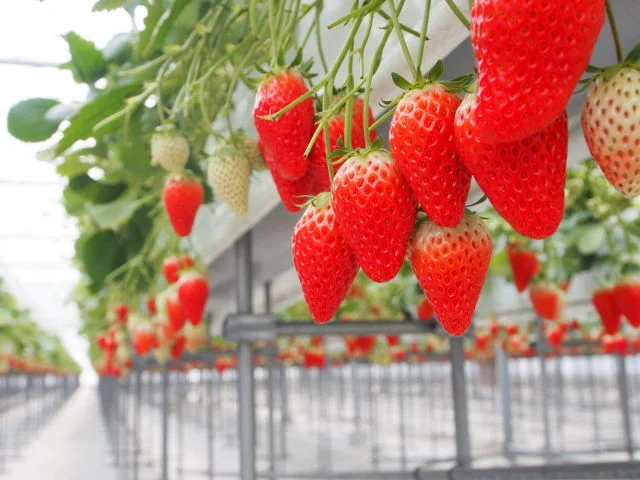 長野 筑北村 観光農園でいちご狩り 旬の味覚楽しむ 7