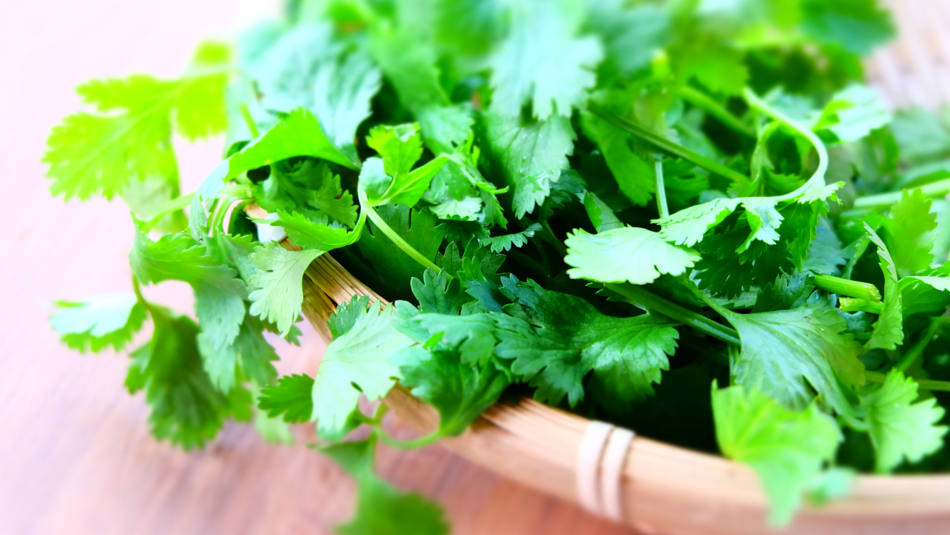パクチー 4