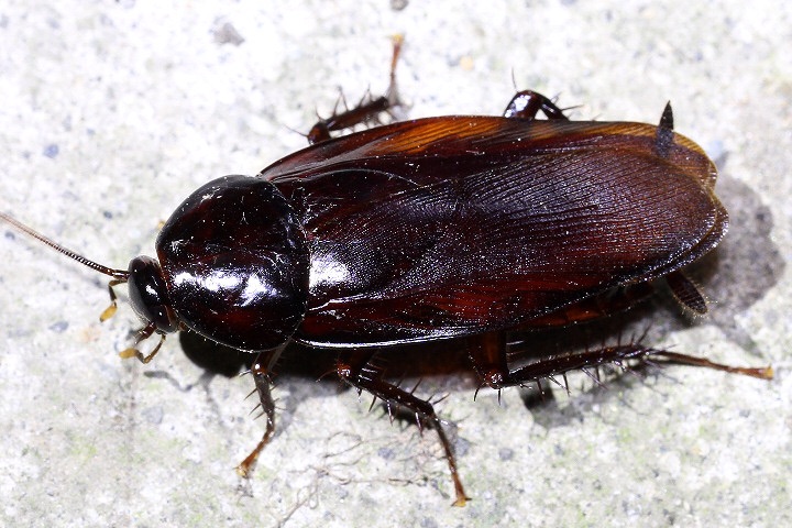 ゴキブリ 5